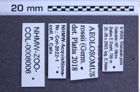 Etiketten zu Aeolosomus rossii (NHMW-ZOO-COL-0008006)